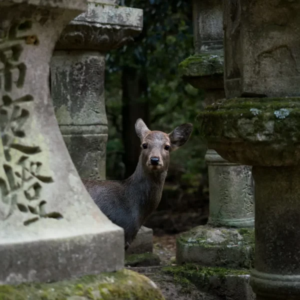 Une biche surprise, à moitié cachée, regard droit dans l’objectif, entourée par des sculptures dans la forêt de Nara au Japon