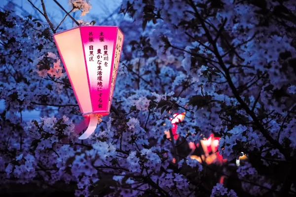 Une lanterne illumine les cerisiers en fleur de sa lumière rose au dessus de la rivière Meguro à Tokyo