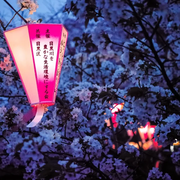 Une lanterne illumine les cerisiers en fleur de sa lumière rose au dessus de la rivière Meguro à Tokyo