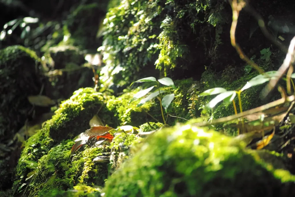 Végétation luxuriante, mousse verte au soleil dans la forêt de Yakushima au Japon