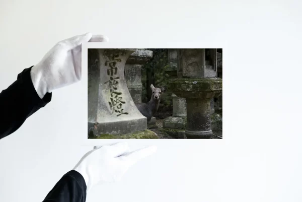 Deux mains dans des gants blancs tiennent une impression d'une biche à moitié cachée, regard dans l’objectif, entourée par des sculptures dans la forêt de Nara au Japon