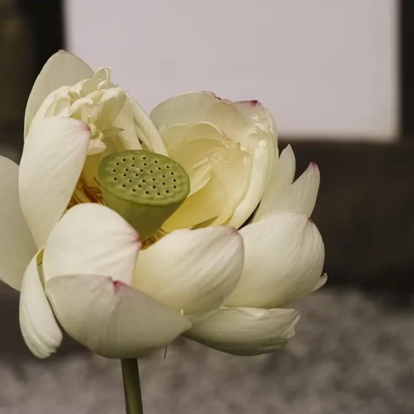 A close up of a white lotus flower with small touches of pink on the tip of its petals and a green carpel with a blurred background.