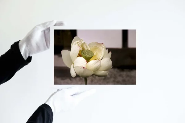 Hands in white gloves holding a fine art print of A close up of a white lotus flower with small touches of pink on the tip of its petals and a green carpel with a blurred background.